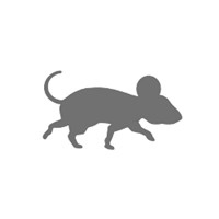 cloudy-mouse.jpg